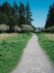 I have seven fairy g