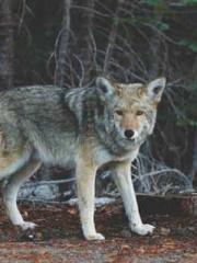 One Night Marriage P