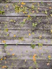 The young masterapos