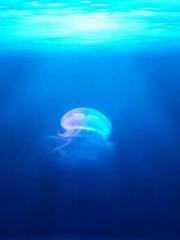 The Imperial Concubi