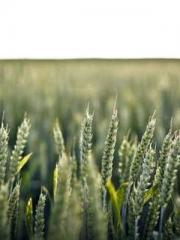 Rebirth in 1970: Eat