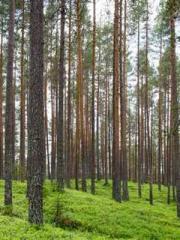 Shen Ning, Ran, Bo J