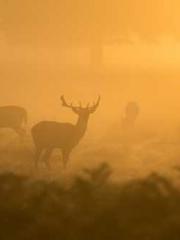 Become a big shot in