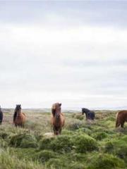 Mr. Gu, your wife is