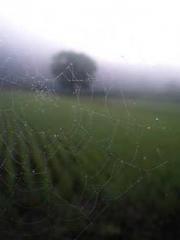 lt;Gingerly, Shen Qi