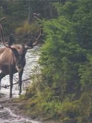 The Favorite Concubi