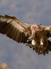 Rong Shao Nan Ning Y